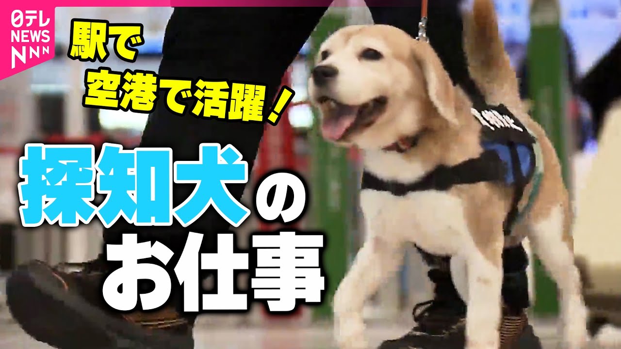 【はたらく犬】においで見つける“探知犬”活躍　鹿の生肉10キロも…「輸入禁止品」続々発見！/ 警察犬がお手柄！行方不明発見「ワンちゃん 助かった」