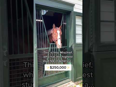 Meet the king of the racehorse daddy’s, Into Mischief 👑 #horse #horseracing #thoroughbred