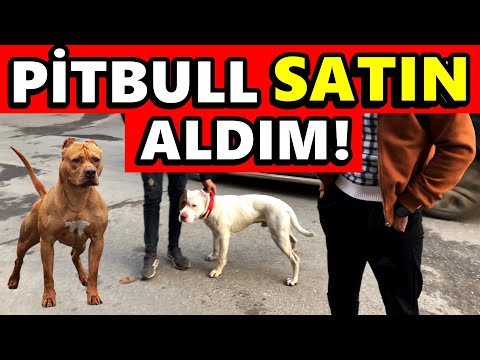 PİTBULL SATIN ALDIM! DAHA YAVRU!