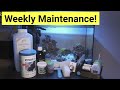 Nano saltwater tank weekly maintenance schedule