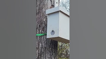 Just a couple of scout bees checking out the swarm trap.
