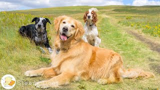 видео: 12 часов успокаивающей антитревожной музыки для собак 🐶 Снятие стресса и музыка для глубокого сна... картинка: 12 часов успокаивающей антитревожной музыки для собак 🐶 Снятие стресса и музыка для глубокого сна...