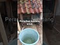 pemula #duck #pakanterbaik #entok #rambon #peternaksejahtera