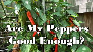 Two of My Peppers Evaluated for Future Release Potential