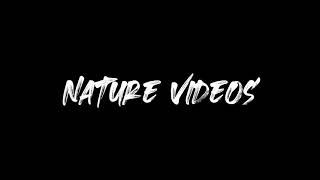 Nature cinematic amazing hd video|no copyright |video|music|free|free