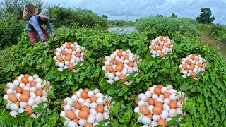 Top amazing - Harvest duck eggs a lot under grass at field near waterfront by hand