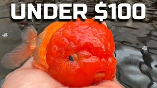 SUPER CHEAP & EASY GOLDFISH SETUP  A budget friendly guide to setting up a goldfish tank