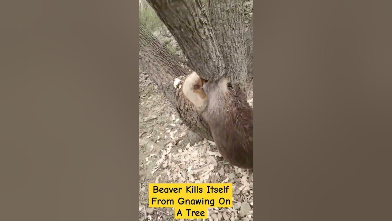 Beaver Kills Itself From Gnawing On A Tree 🔥 nature wildlife beavers