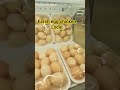 farsh egg chicken 🥚🥚🥚🥚🥚🥚🥚🥚🥚🥚🍳🍳🍳🍳🍳