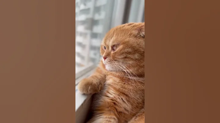 Video 2055861: tabby scottish fold, beautiful scottish fold, red tabby, kitten pets catlover kitty, pet cat kitten kitty, catlover kitty pet cute, kitty love catlover kitten