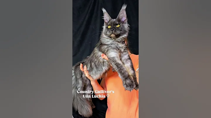 Video 11652451: coon mainecoon kitten cat, mainecoon cat kitten pets, mainecoon kitten cute pets, maine coon cattery, maine coon girl