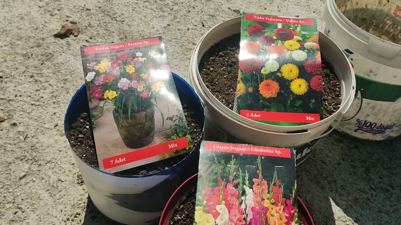 soğan ve yumrulu çiçekler nasıl ekilir ? Yıldız çiçeği (dahlia) Frezya ve Glayör soğanı ektim...