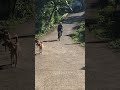Angry dog chasing my friend
