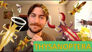 Thysanoptera: The Thrips - Order Spotlight Thysanoptera: The Thrips - Order Spotlight