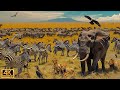 4K African Wildlife: Most Amazing Animal Encounters in Kwazulu-Natal With Real Sounds in 4K #10