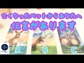 亡くなったペットからあなたへ伝言があります🌈タロット＆オラクルカード💖
