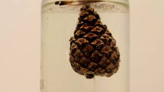 Pine cone in the water timelapse
