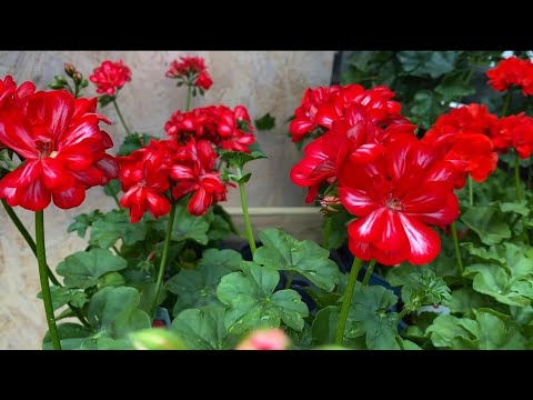 Video: Royal Geranium