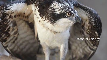 Amazing Osprey facts about Osprey flight Nest chicks Documentary on Osprey