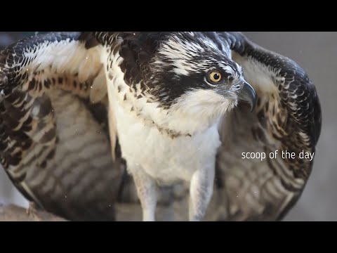 Amazing Osprey facts about Osprey flight Nest chicks Documentary on Osprey