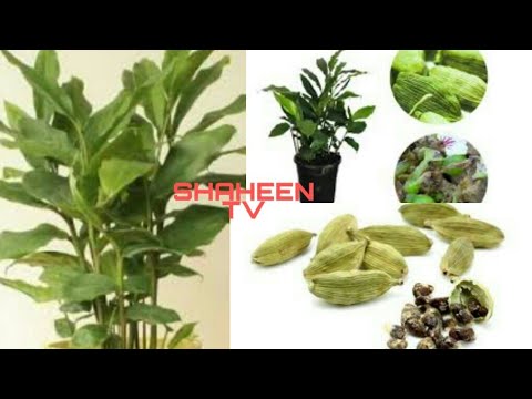 سبز الائچی کا پودا اپنے گھر میں لگائیں sabz Lachi ki kasht  How to grow