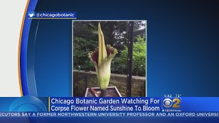 Sunshine Corpse Flower Competes With Eclipse For Chicagos Attention