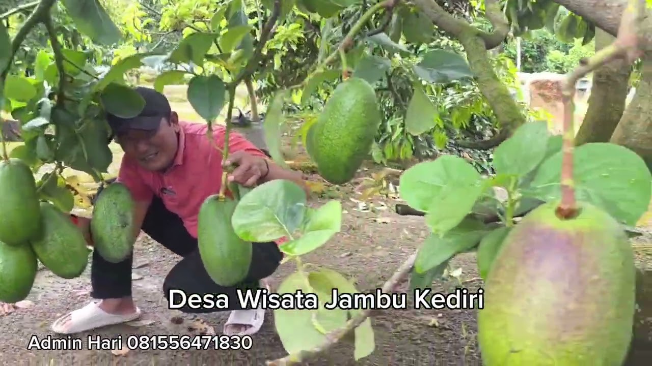 KEBUN ALPUKAT DAN PERAWATANYA