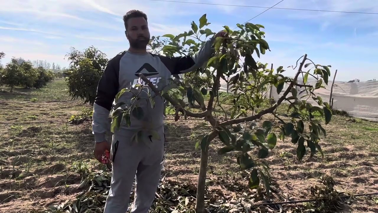 أخطاء قاتلة في تقليم الافوكادو faute grave 🤔 pruning trees of avocado