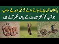 5 non venomous snakes commonly found in pakistan  wildlife of pakistan