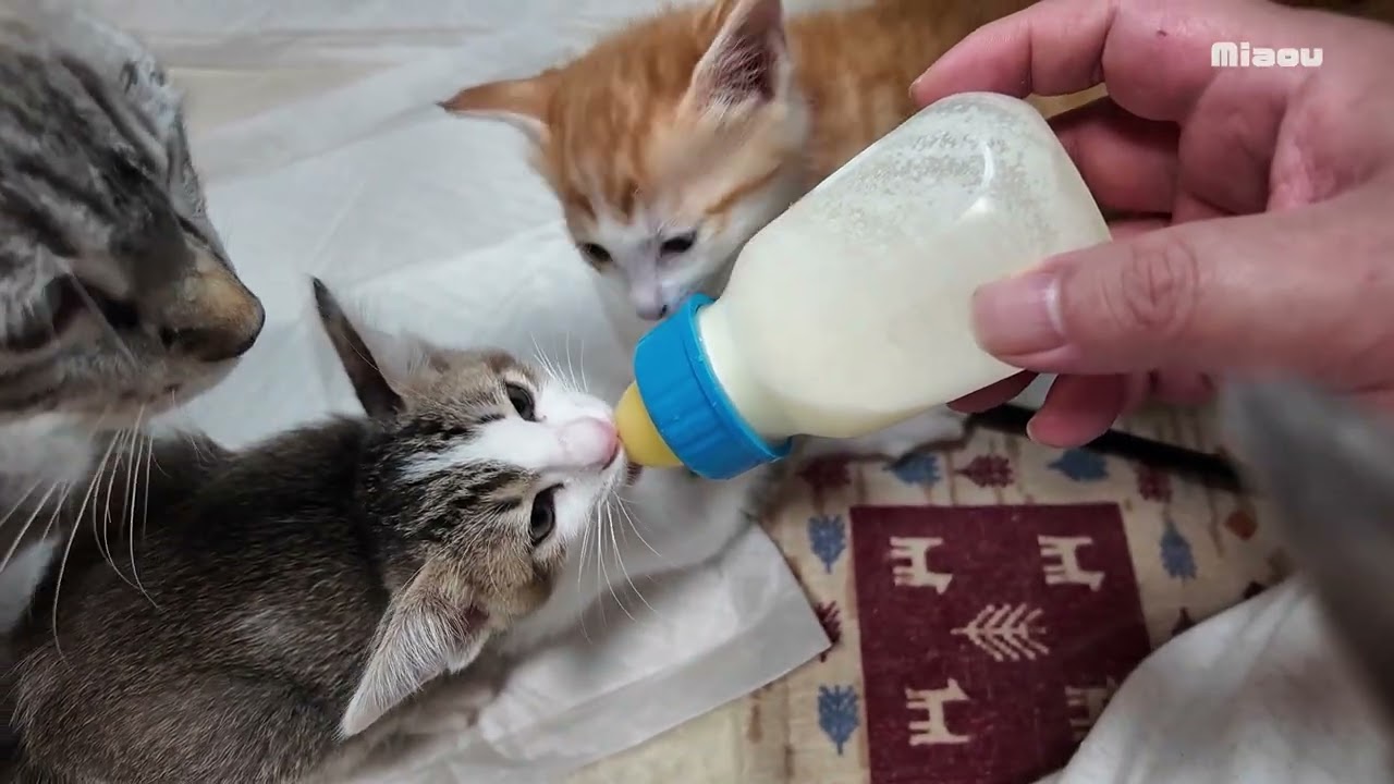 子猫のミルクタイムがすごすぎる！子猫のミルク争奪戦【瀬戸のきなこ日記】