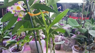 видео: Уход за орхидеей Дендробиум Нобиле /холодного содержания/#1 картинка: Уход за орхидеей Дендробиум Нобиле /холодного содержания/#1