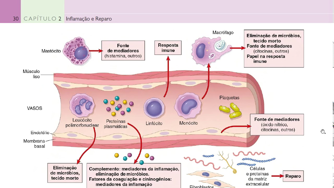 Fisiologia Do Processo Inflamatório, PDF, Inflamação