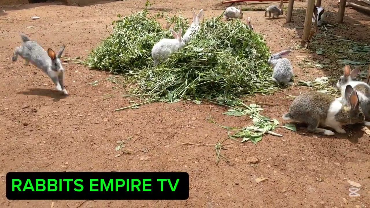 All my kittens are outside of the hutch share food and celebrate our🤣🤣🤣🤣🐇🐇🐇🐇🌿