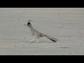 Greater Roadrunner Running At The Dump