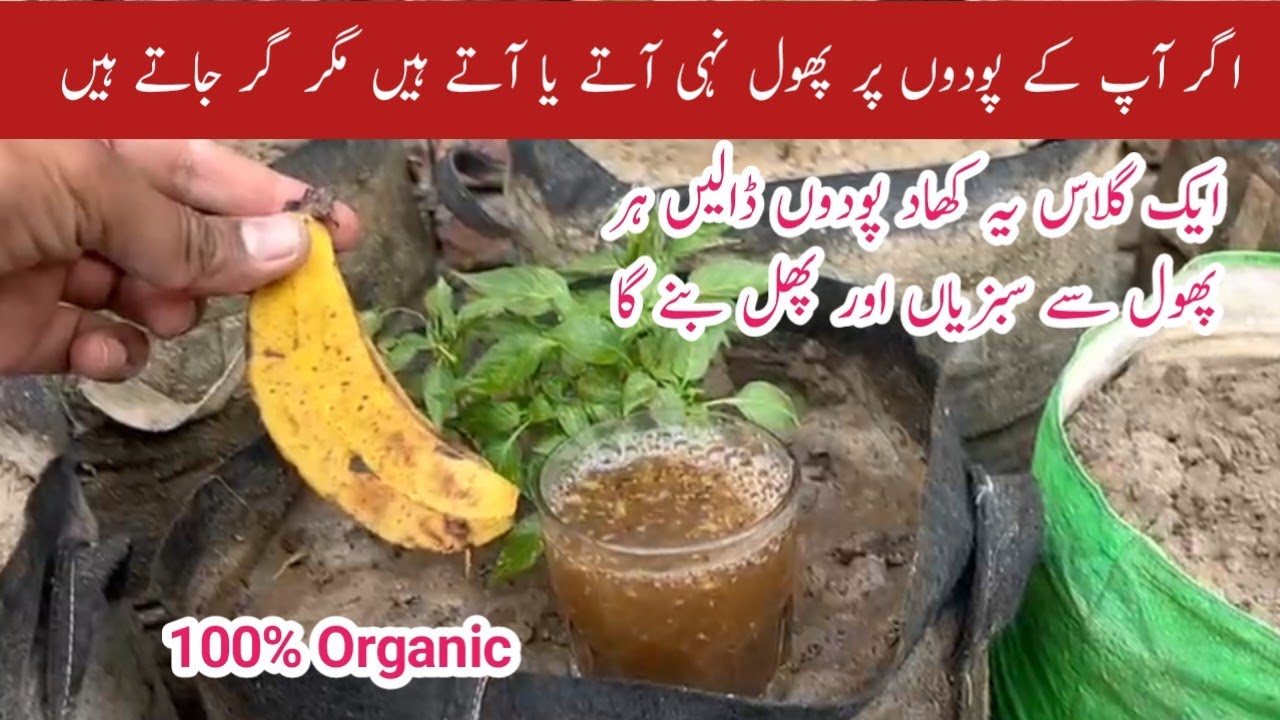 This fertilizer turns flowers into fruits || Best homemade banana peel fertilizer.