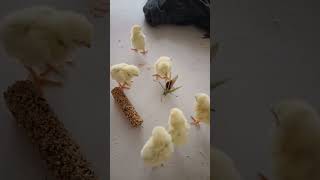 Chuza Vs Keera Funny Baby Chick Fight Cute & Hilarious Moment Official Zone