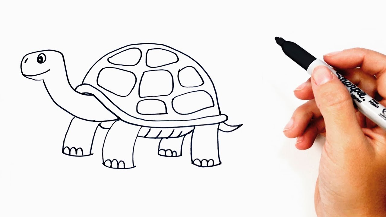 Turtles pencil sketch by hand Royalty Free Vector Image