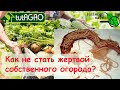 ПАРАЗИТЫ В ОГОРОДЕ. Как не стать жертвой собственного огорода? Глисты вокруг нас!