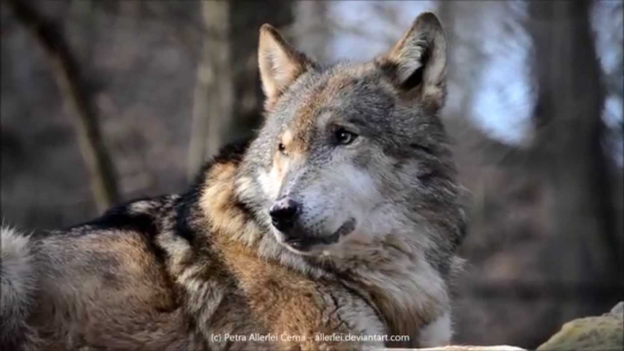 Eurasian Wolf Howling YouTube Eurasian Wolf Howling YouTube
