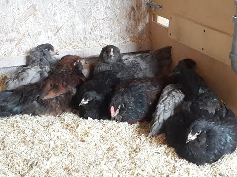 Падеж цыплят. Цыплята давят друг друга.  Причины. Как уменьшить падеж цыплят.