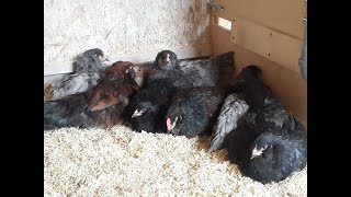 Видео Падеж цыплят. Цыплята давят друг друга. Причины. Как уменьшить падеж цыплят. (автор: Годуновский бройлер)