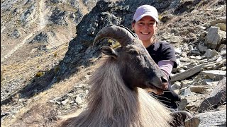 Renee's first Bull  Giant 14 inch Himilayan Tahr  Public Land New Zealand Hunting