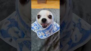 Suscribete Si Te Gusta Este Perrito