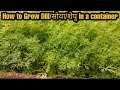 Must Grow Herb In Your Garden | Container gardening