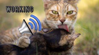 👍CATS AND KITTENS MEOW Pleasant sounds for cats screenshot 2