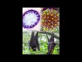 Nipa virous |New virous 2026|Nipavirus|ZooDiseases|PublicHealth|NipaVirusSymptoms|NipaVirusTreatment