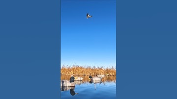 Mallard Hen Teaches How to Call