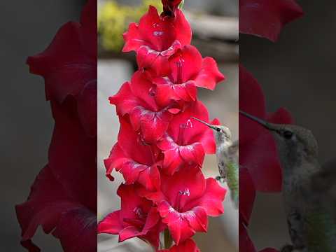 Top 8 Spring-Planted BULBS to Attract HUMMINGBIRDS in the Garden
