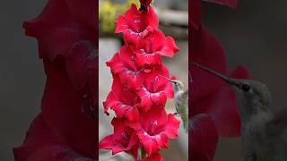 Top 8 Spring-Planted BULBS to Attract HUMMINGBIRDS in the Garden