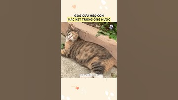 Giair cứu mèo con mắc kẹt trong ống nước